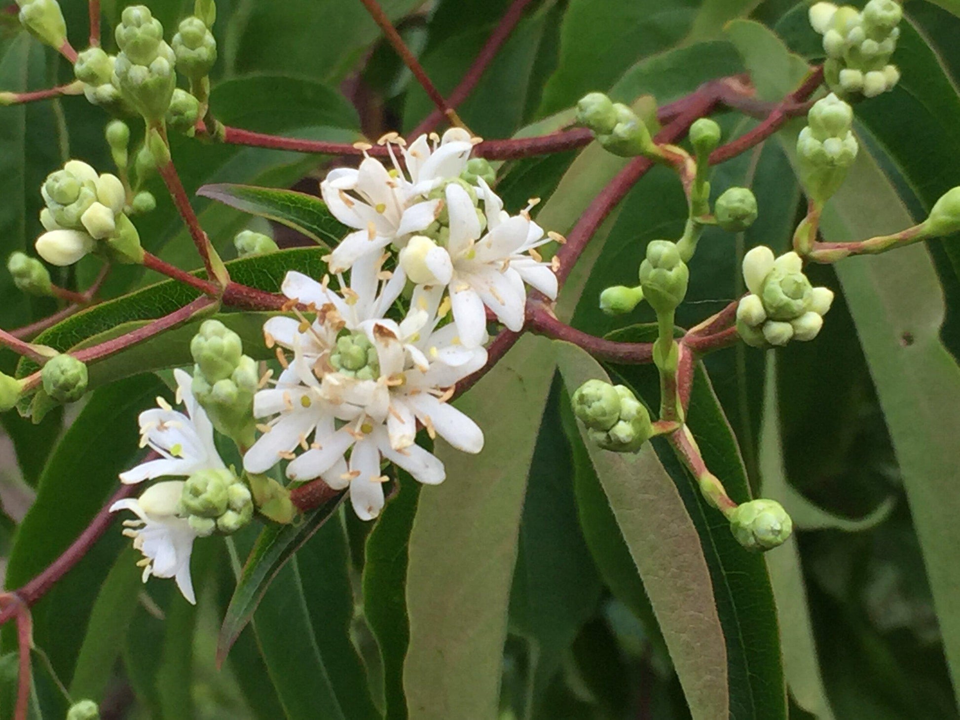 Heptacodium Miconioides Single Stem - View 16 from www redcrocus com