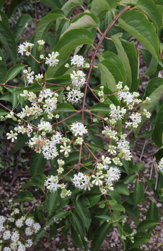 Heptacodium Miconioides Single Stem - View 1 from www redcrocus com