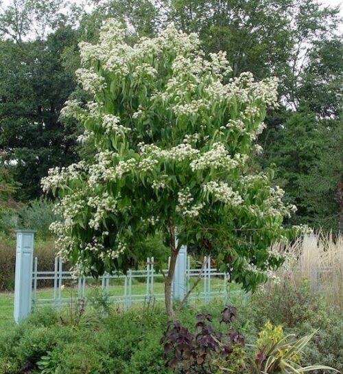 Heptacodium Miconioides Single Stem - View 2 from www redcrocus com