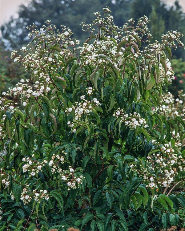 Heptacodium Miconioides Single Stem - View 6 from www redcrocus com