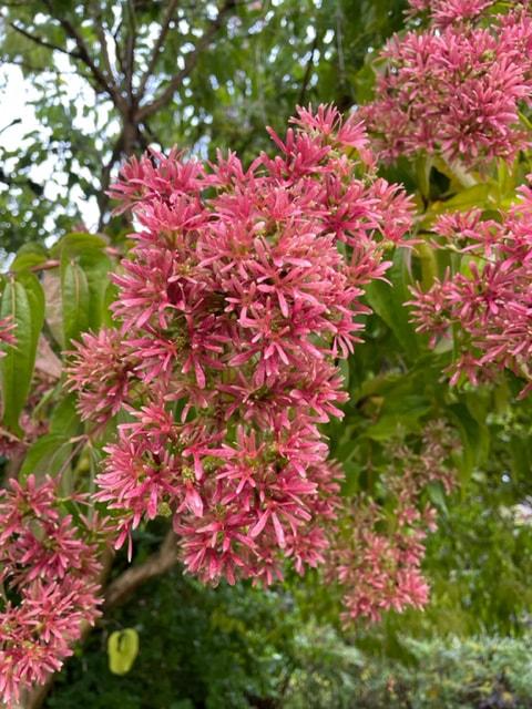 Heptacodium Miconioides Single Stem - View 7 from www redcrocus com