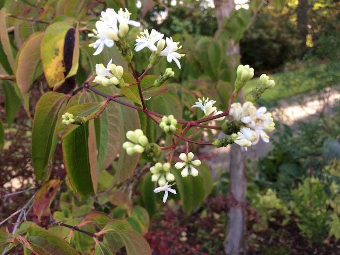Heptacodium Miconioides Single Stem - View 9 from www redcrocus com