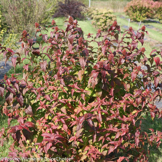 Diervilla Rivularis Kodiak Black - View 1 from www redcrocus com