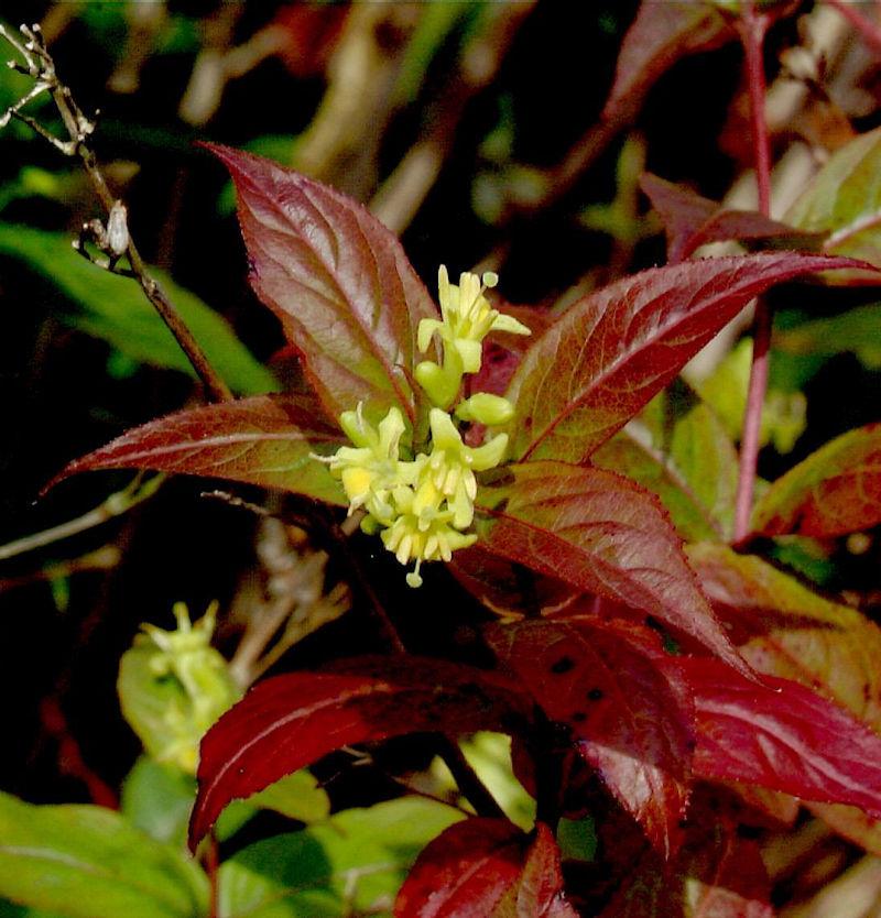 Diervilla Rivularis Kodiak Black - View 6 from www redcrocus com