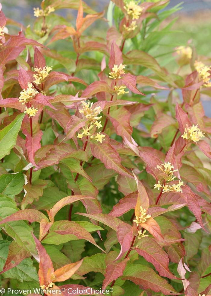 Diervilla Rivularis Kodiak Orange - View 1 from www redcrocus com