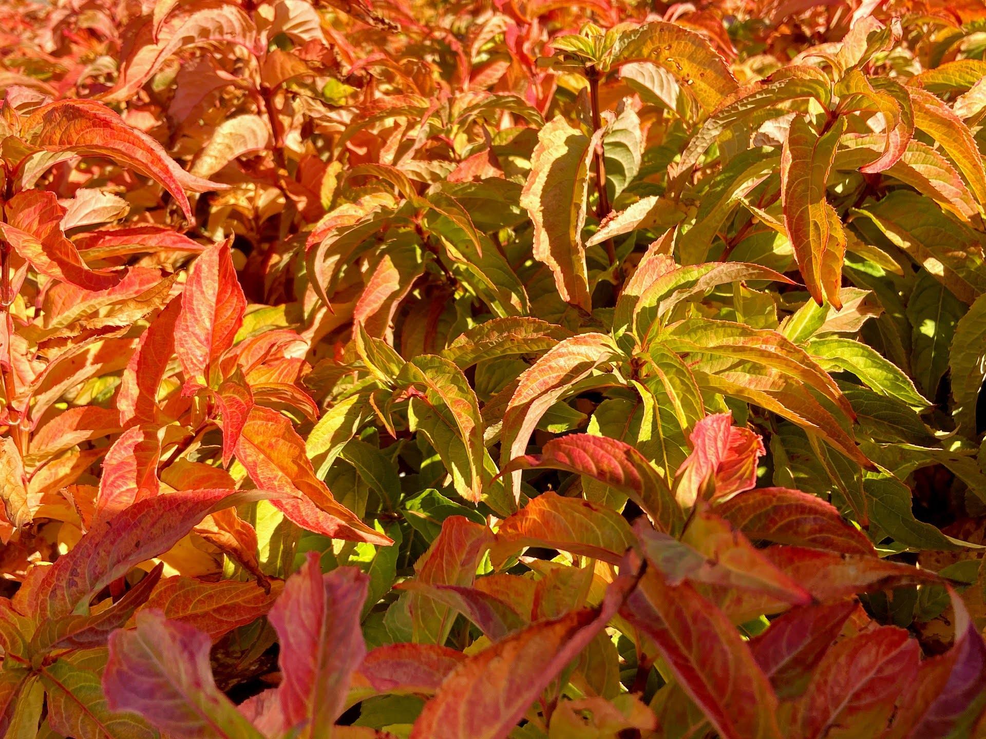 Diervilla Rivularis Kodiak Orange - View 9 from www redcrocus com