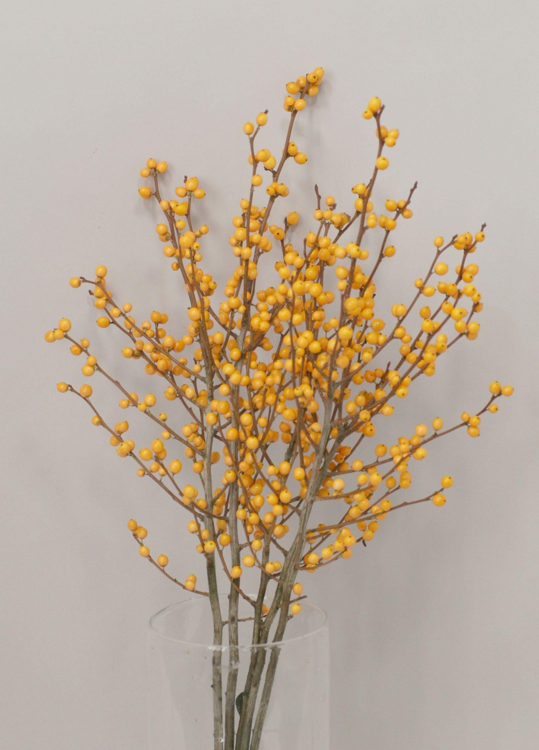 RedCrocus Golden Verboom Winterberry Ilex verticillata - Vibrant Red Berries, Nov-Dec, for Gardens & Containers, Deer-Resistant, Attracts Pollinators  4/5' h B&B