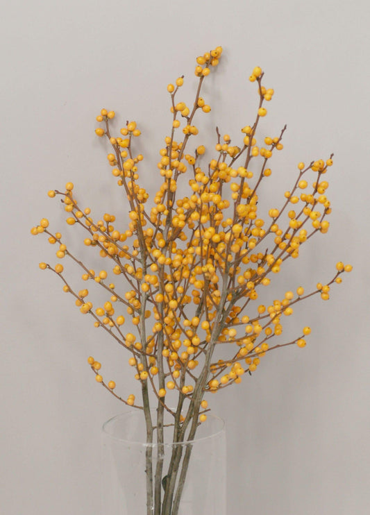 Ilex Verticillata Golden Verboom - View 10 from www redcrocus com