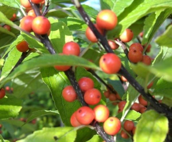 RedCrocus Golden Verboom Winterberry Ilex verticillata - Vibrant Red Berries, Nov-Dec, for Gardens & Containers, Deer-Resistant, Attracts Pollinators  4/5' h B&B
