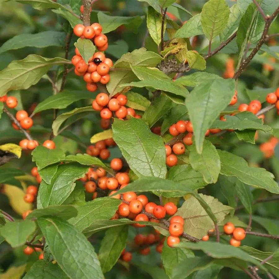RedCrocus Golden Verboom Winterberry Ilex verticillata - Vibrant Red Berries, Nov-Dec, for Gardens & Containers, Deer-Resistant, Attracts Pollinators  4/5' h B&B