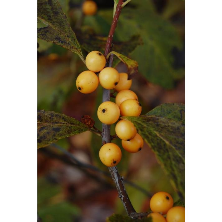 RedCrocus Golden Verboom Winterberry Ilex verticillata - Vibrant Red Berries, Nov-Dec, for Gardens & Containers, Deer-Resistant, Attracts Pollinators  4/5' h B&B