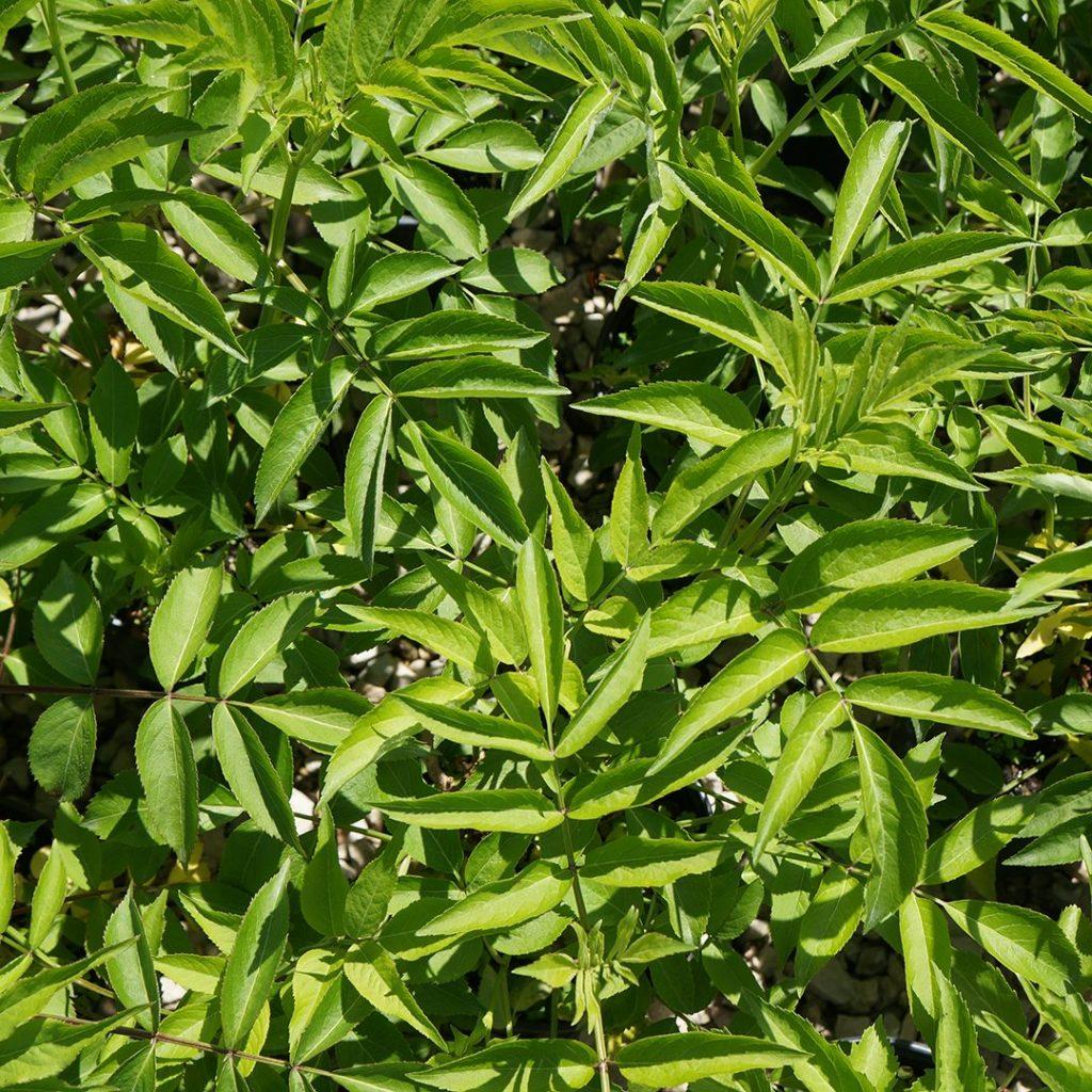 Sambucus Canadensis York - View 11 from www redcrocus com