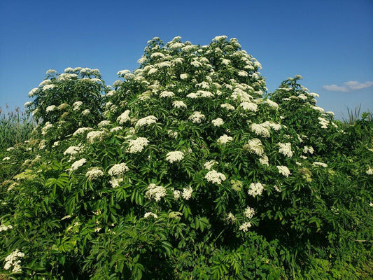 Sambucus Canadensis York - View 13 from www redcrocus com