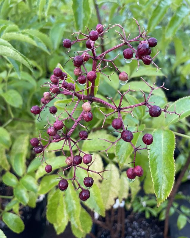 Sambucus Canadensis York - View 15 from www redcrocus com