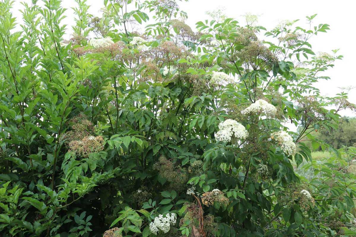 Sambucus Canadensis York - View 17 from www redcrocus com