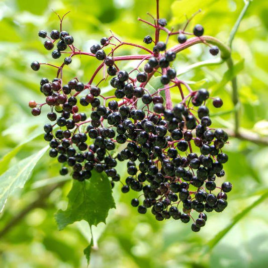 Sambucus Canadensis York - View 1 from www redcrocus com