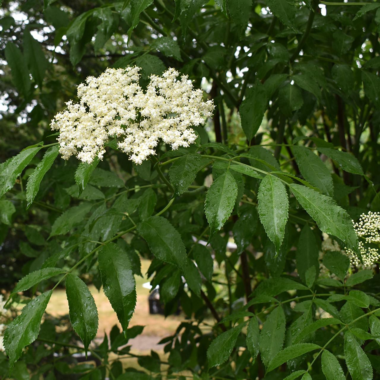 Sambucus Canadensis York - View 2 from www redcrocus com