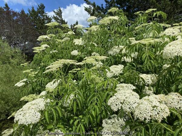 Sambucus Canadensis York - View 3 from www redcrocus com