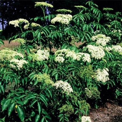 Sambucus Canadensis York - View 4 from www redcrocus com