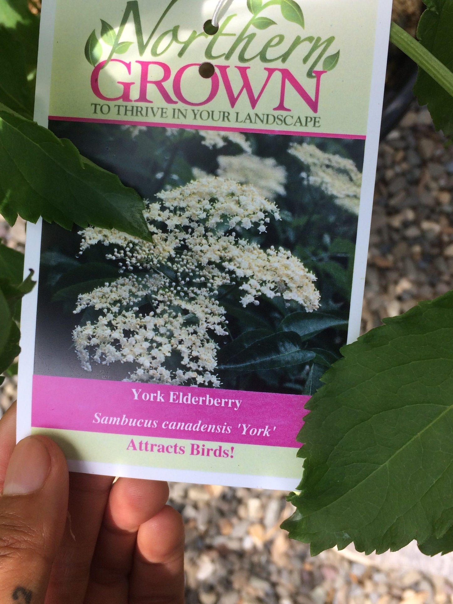Sambucus Canadensis York - View 5 from www redcrocus com