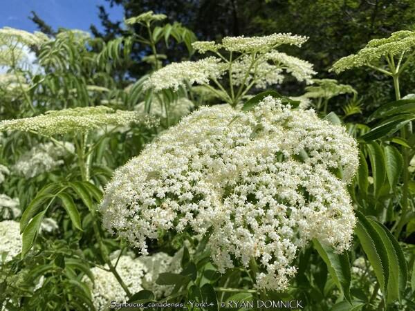 Sambucus Canadensis York - View 6 from www redcrocus com