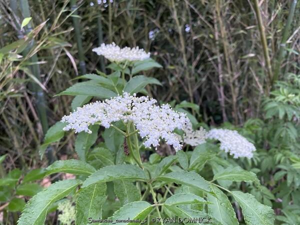 Sambucus Canadensis York - View 7 from www redcrocus com