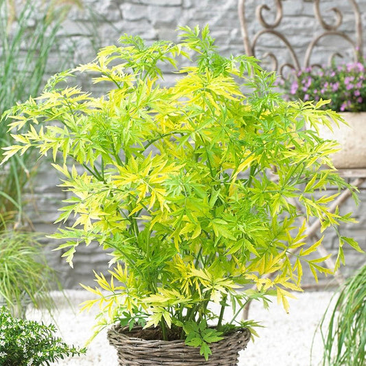 Sambucus Nigra Golden Tower - View 1 from www redcrocus com