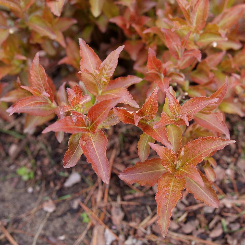 Diervilla Rivularis Kodiak Red - View 17 from www redcrocus com