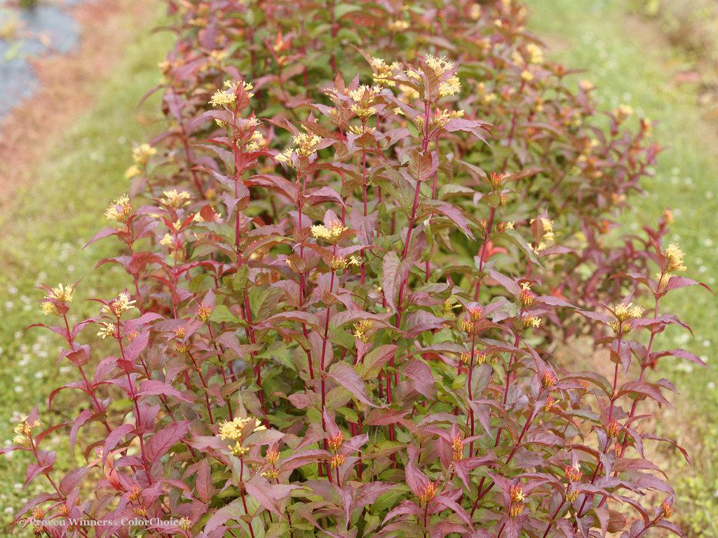 Diervilla Rivularis Kodiak Red - View 1 from www redcrocus com