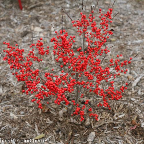 Ilex Verticillata Berry Poppins - View 10 from www redcrocus com
