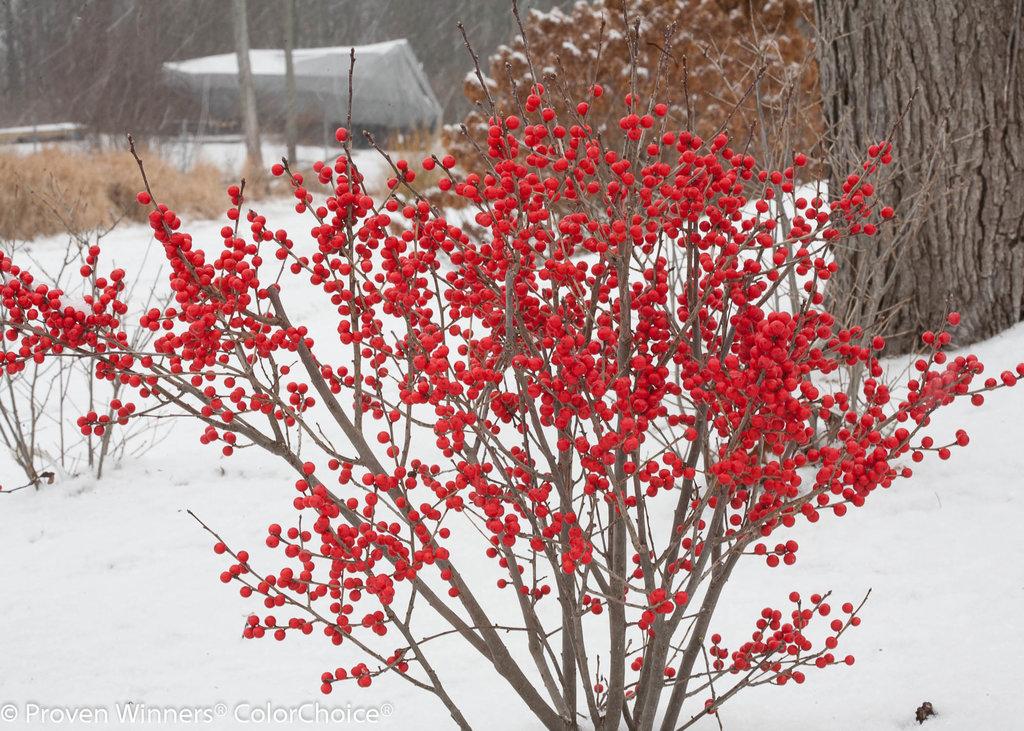 Ilex Verticillata Berry Poppins - View 11 from www redcrocus com