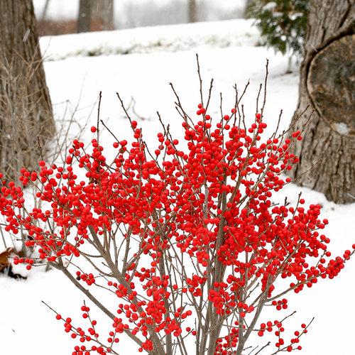 Ilex Verticillata Berry Poppins - View 12 from www redcrocus com