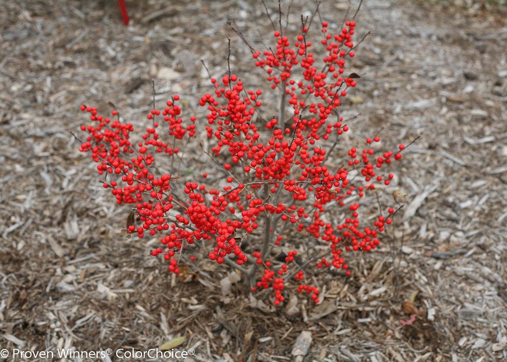 Ilex Verticillata Berry Poppins - View 13 from www redcrocus com