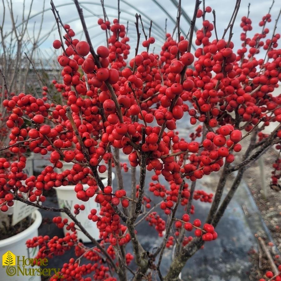 Ilex Verticillata Berry Poppins - View 14 from www redcrocus com