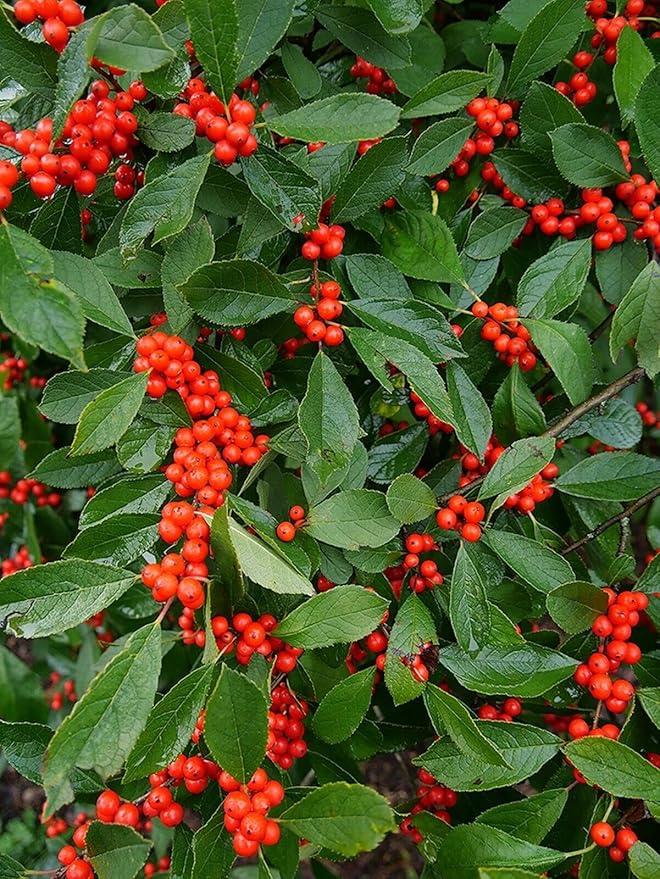 Ilex Verticillata Berry Poppins - View 15 from www redcrocus com