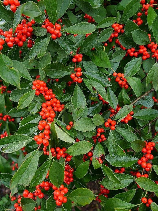 Ilex Verticillata Berry Poppins - View 15 from www redcrocus com