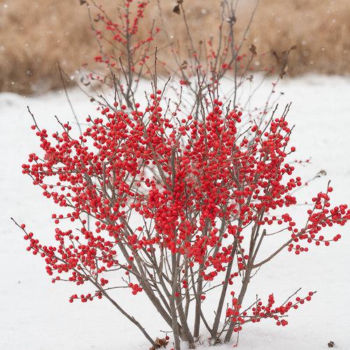 Ilex Verticillata Berry Poppins - View 16 from www redcrocus com