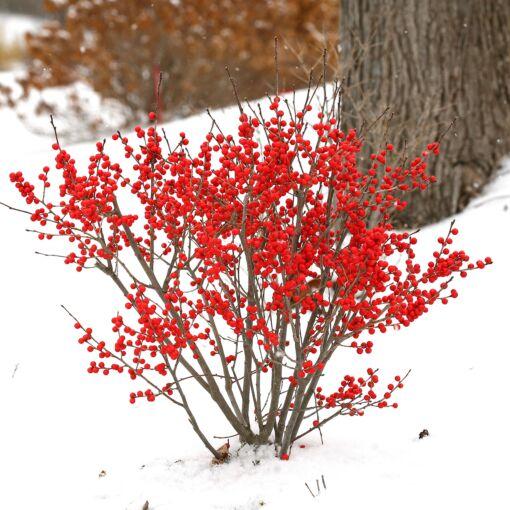 Ilex Verticillata Berry Poppins - View 18 from www redcrocus com