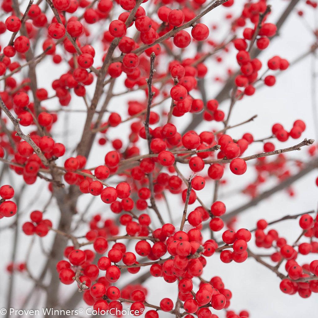 Ilex Verticillata Berry Poppins - View 1 from www redcrocus com