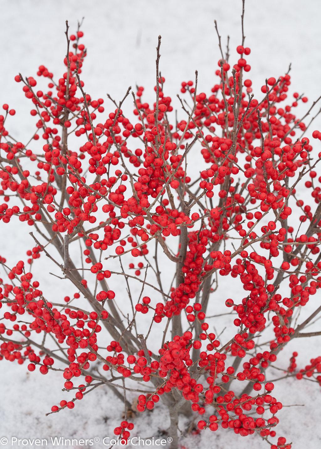 Ilex Verticillata Berry Poppins - View 20 from www redcrocus com