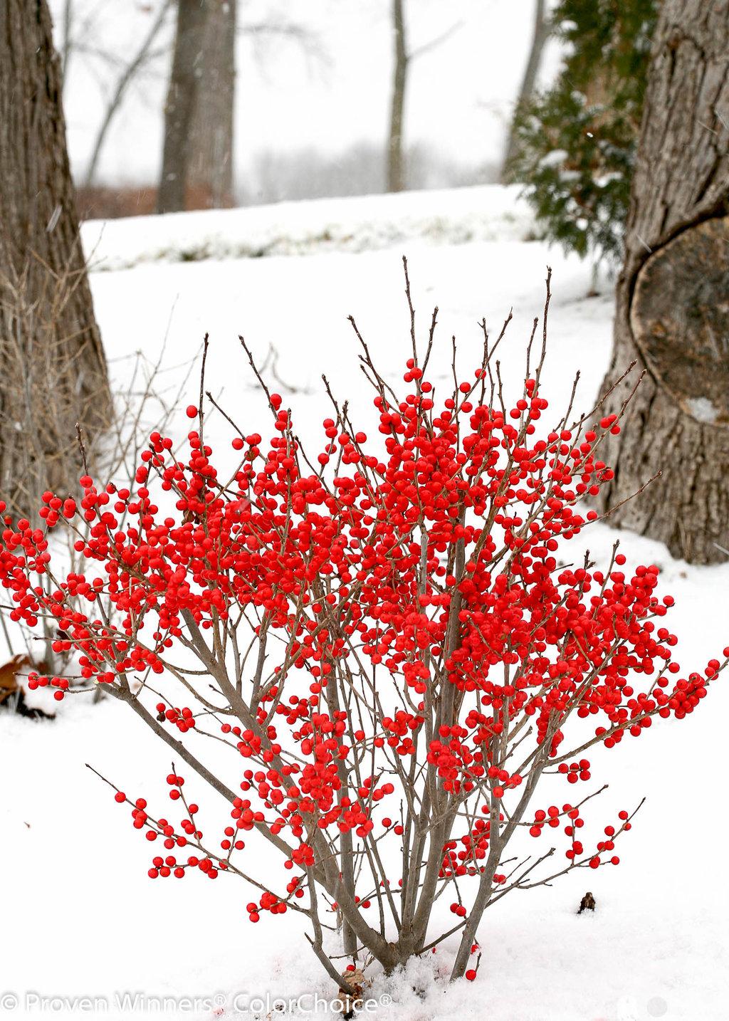 Ilex Verticillata Berry Poppins - View 2 from www redcrocus com