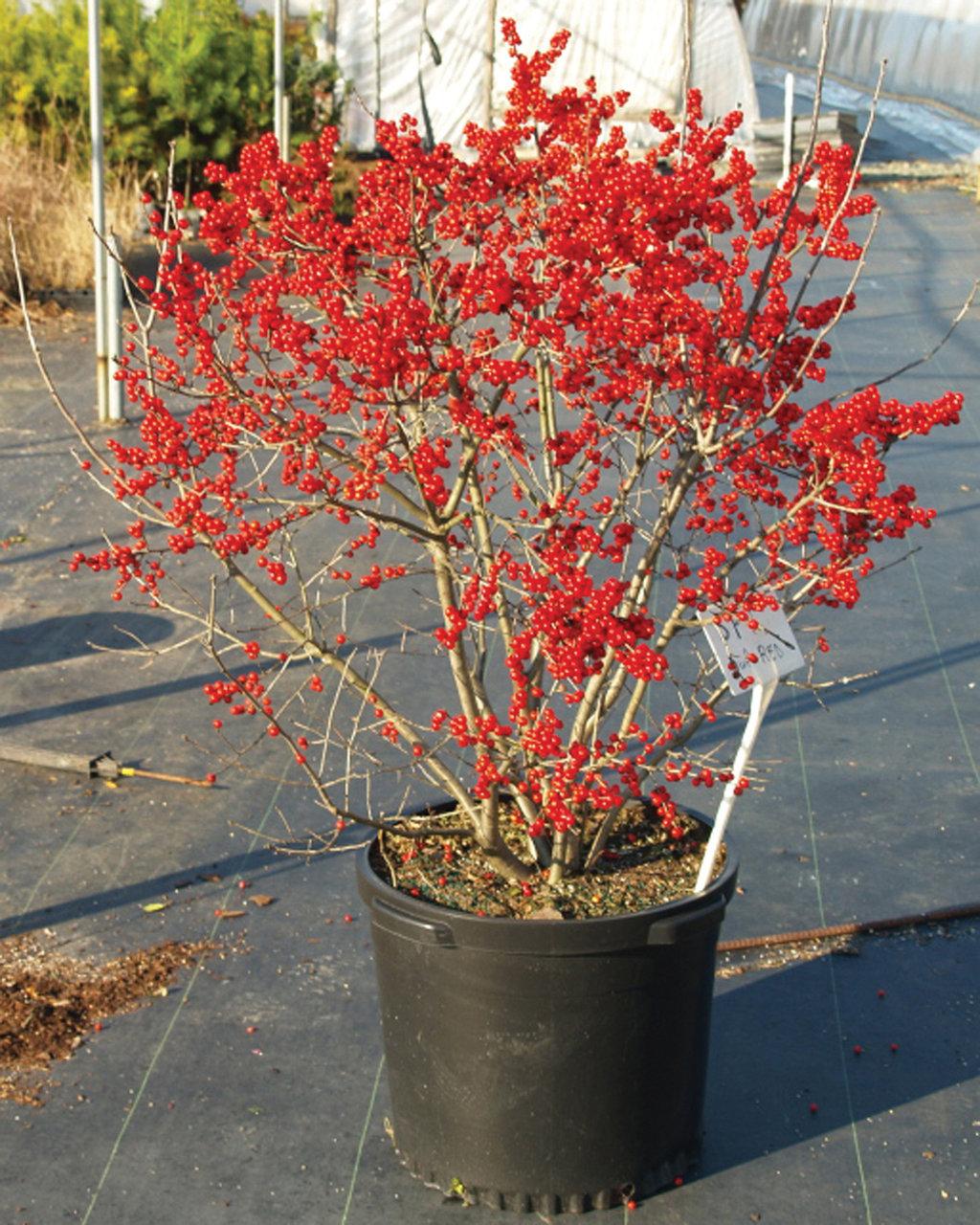Ilex Verticillata Berry Poppins - View 4 from www redcrocus com