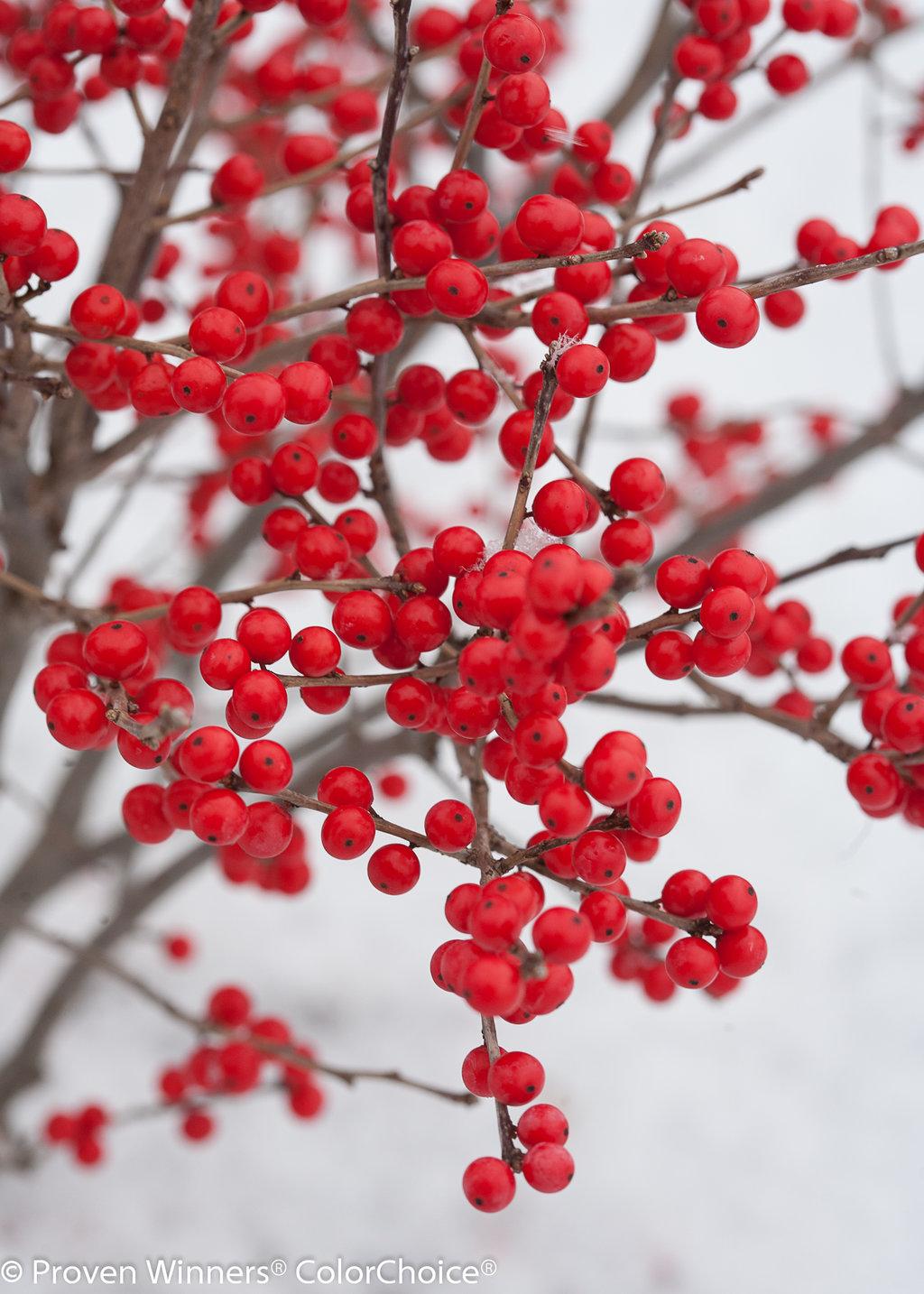 Ilex Verticillata Berry Poppins - View 5 from www redcrocus com