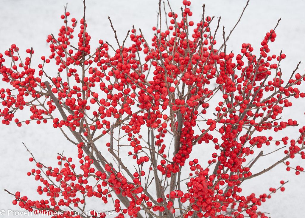 Ilex Verticillata Berry Poppins - View 7 from www redcrocus com