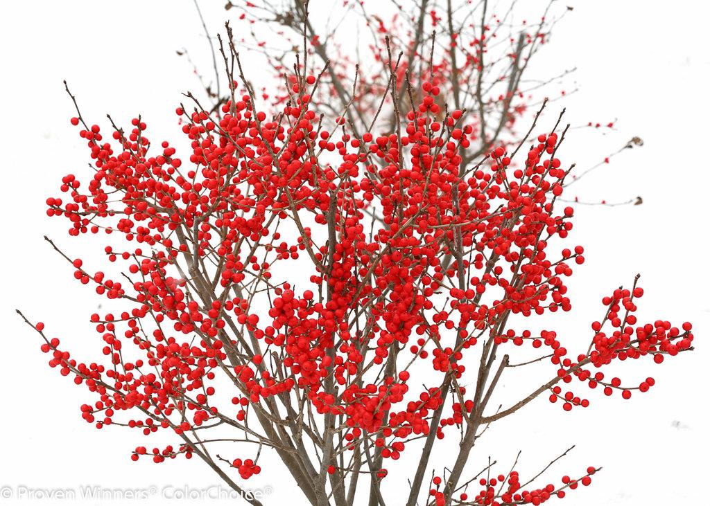Ilex Verticillata Berry Poppins - View 8 from www redcrocus com