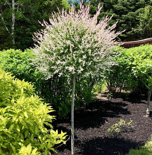 Salix Integra Hakuro Nishiki - View 11 from www redcrocus com