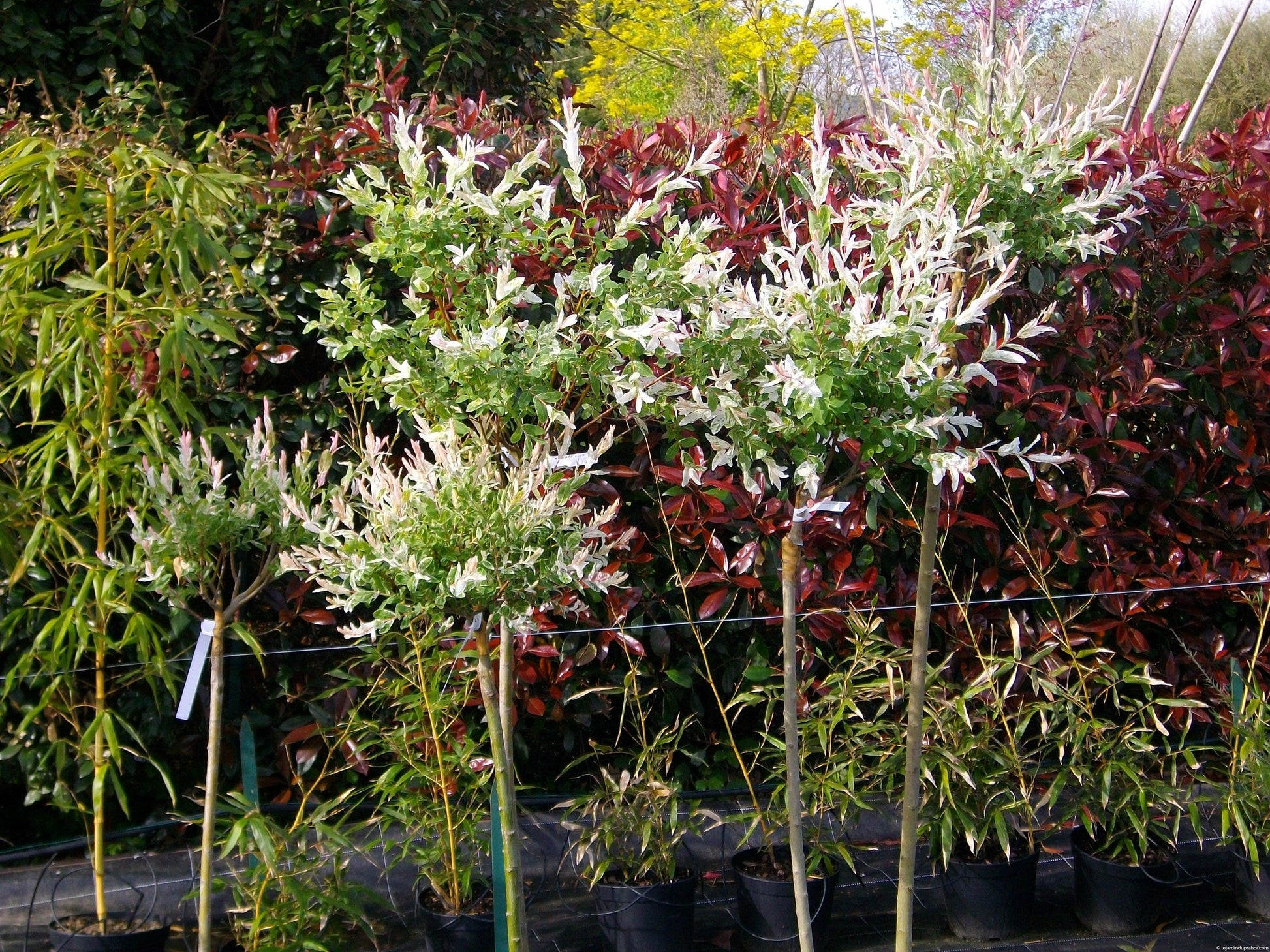 Salix Integra Hakuro Nishiki - View 17 from www redcrocus com