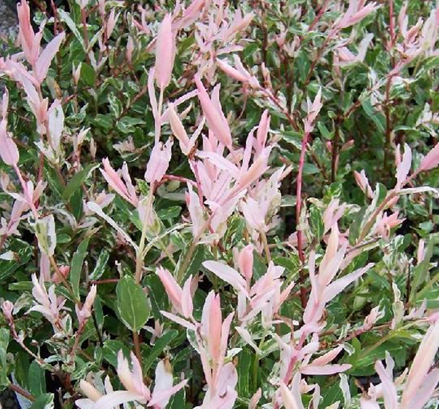 Salix Integra Hakuro Nishiki - View 20 from www redcrocus com