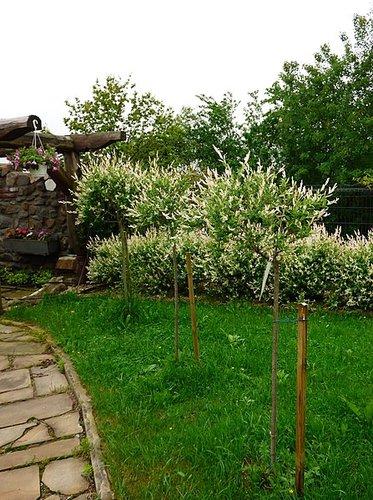 RedCrocus Dappled Willow Tree - Salix integra 'Hakuro Nishiki' - Vibrant Variegated Foliage, 6-8 Ft - Ornamental Garden Shrub, Container Friendly  8/10' h B&B