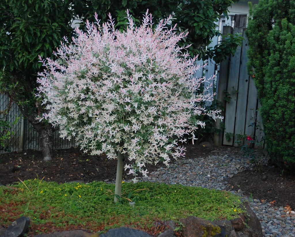 Salix Integra Hakuro Nishiki Tree Form - View 12 from www redcrocus com